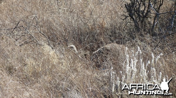 Ostrich on nest Namibia