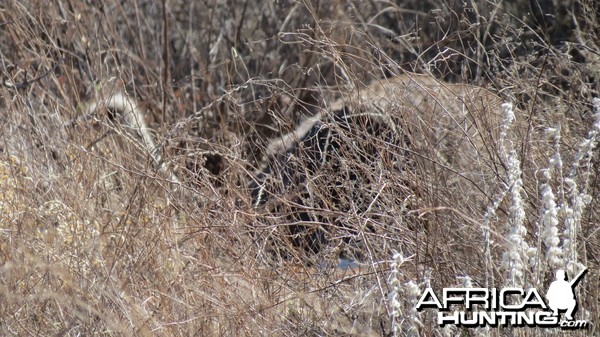 Ostrich on nest Namibia