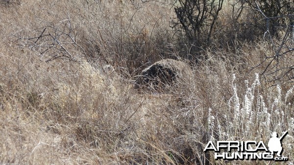 Ostrich on nest Namibia