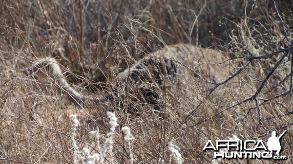 Ostrich on nest Namibia