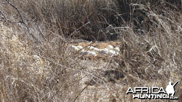 Ostrich nest Namibia