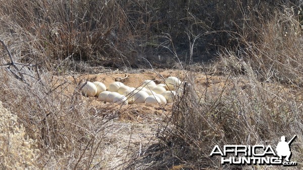 Ostrich nest Namibia