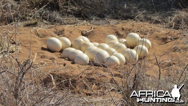 Ostrich nest Namibia