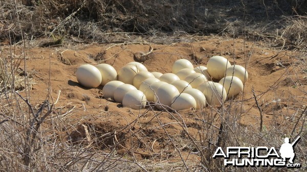 Ostrich nest Namibia