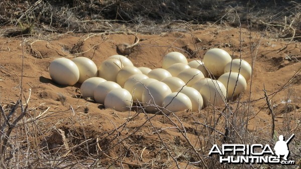 Ostrich nest Namibia