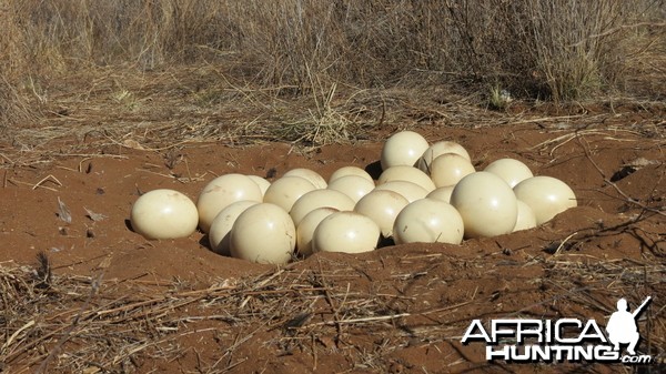 Ostrich nest Namibia