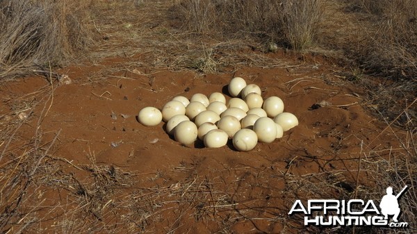 Ostrich nest Namibia