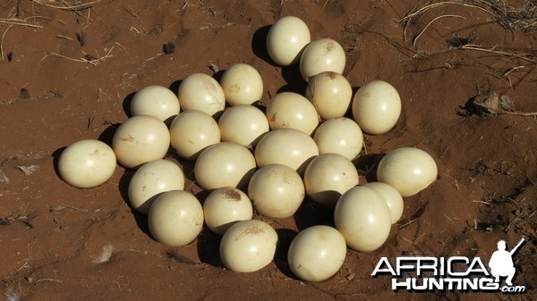 Ostrich nest Namibia