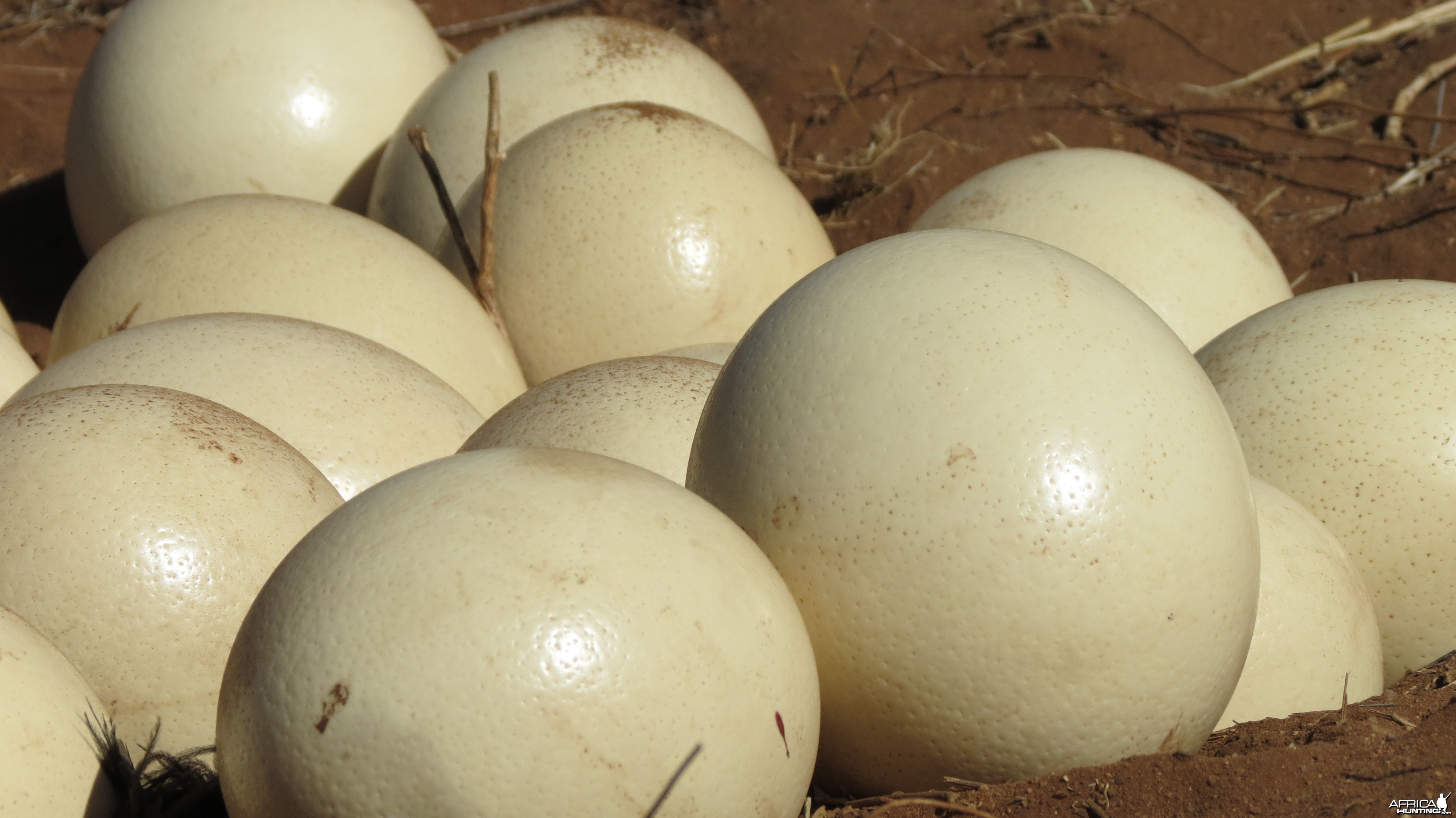 Ostrich nest Namibia