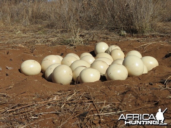 Ostrich nest Namibia