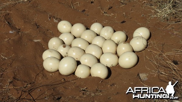 Ostrich nest Namibia