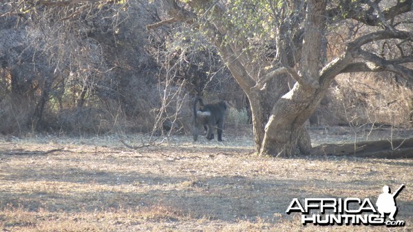 Chacma Baboon Namibia