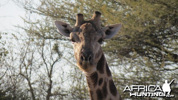 Giraffe Namibia