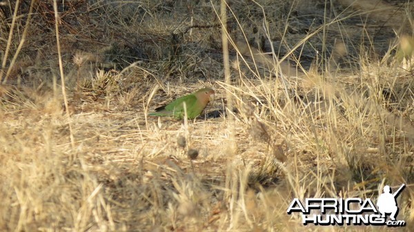 Love Bird Namibia