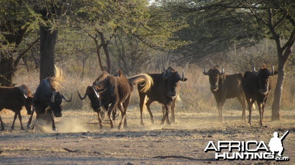 Black Wildebeest Namibia