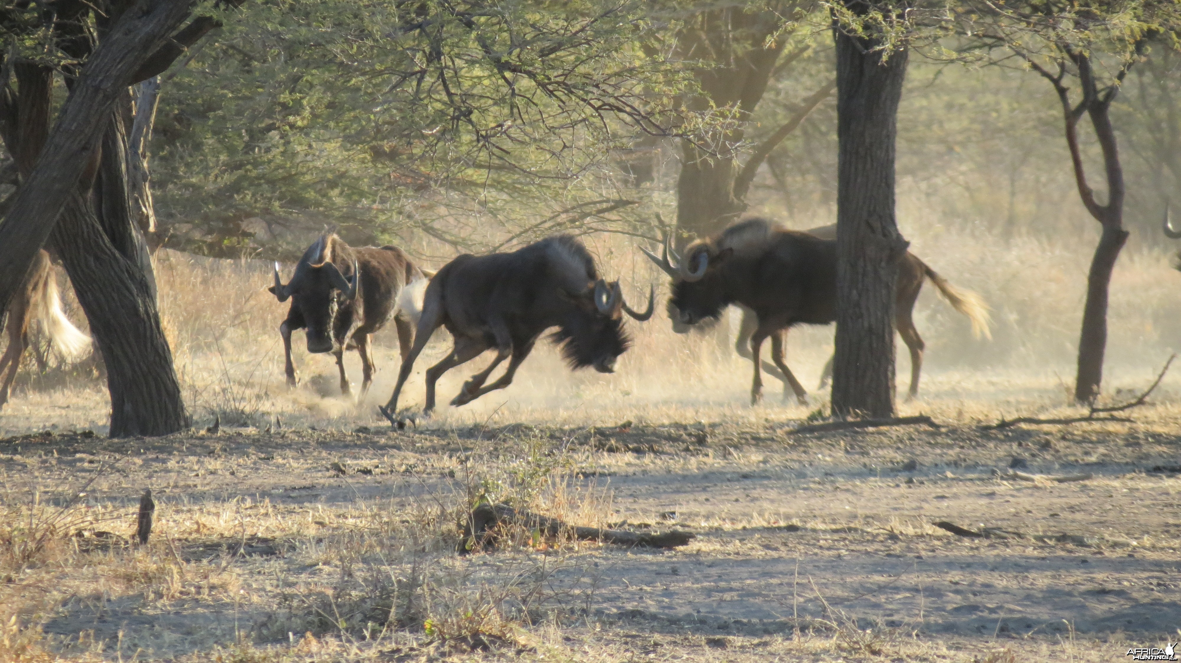 Black Wildebeest Namibia