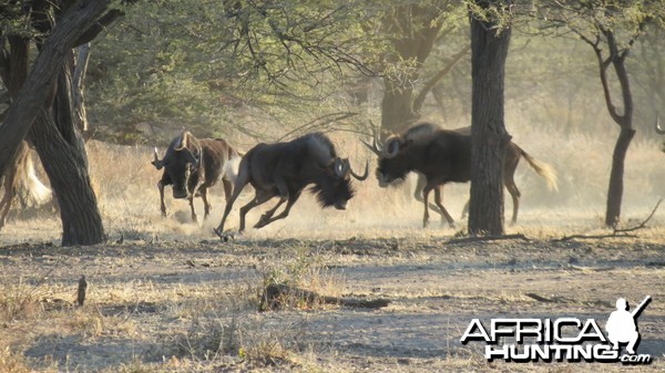 Black Wildebeest Namibia