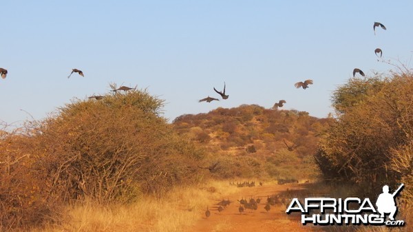 Guineafowl Namibia