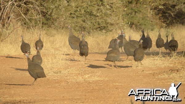 Guineafowl Namibia