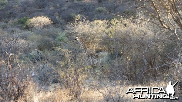 Giraffe Namibia