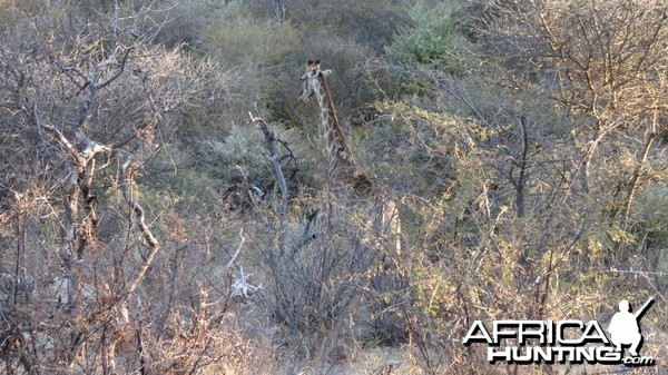 Giraffe Namibia