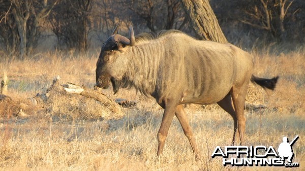 Blue Wildebeest Namibia