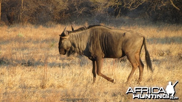 Namibia