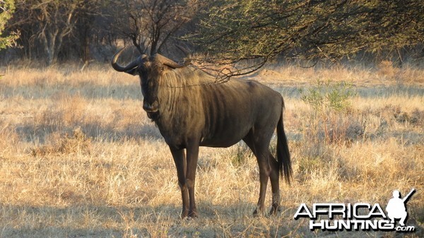 Blue Wildebeest Namibia