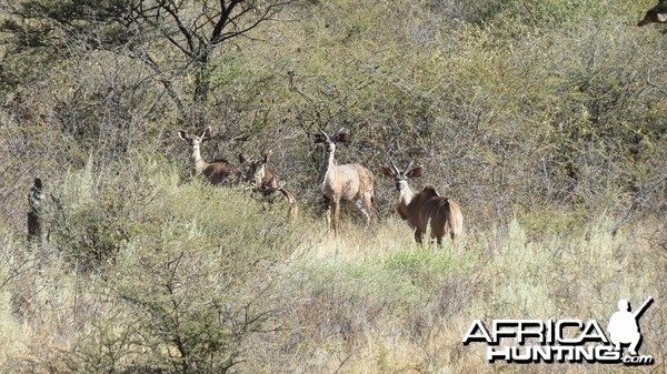 Kudu Namibia