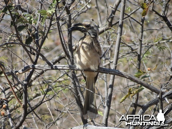 Bird Namibia