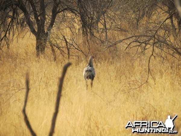 Secretary Bird Namibia