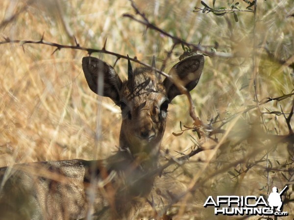 Damara Dik-Dik Namibia