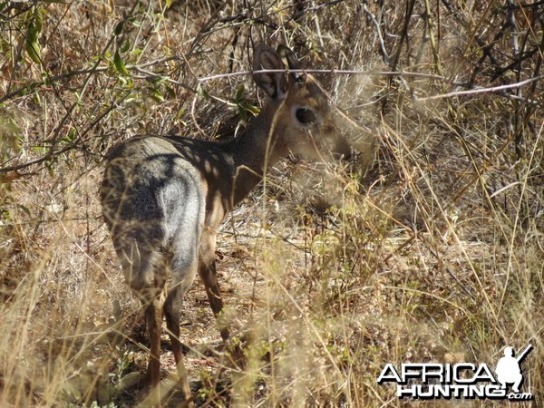 Damara Dik-Dik Namibia