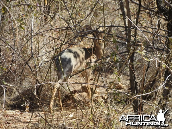 Damara Dik-Dik Namibia