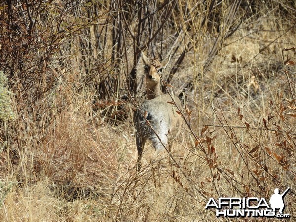 Damara Dik-Dik Namibia