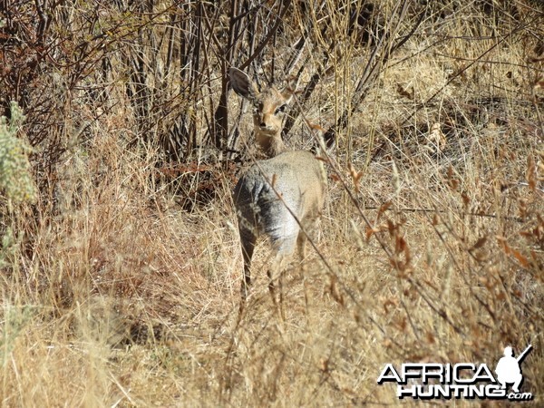 Damara Dik-Dik Namibia