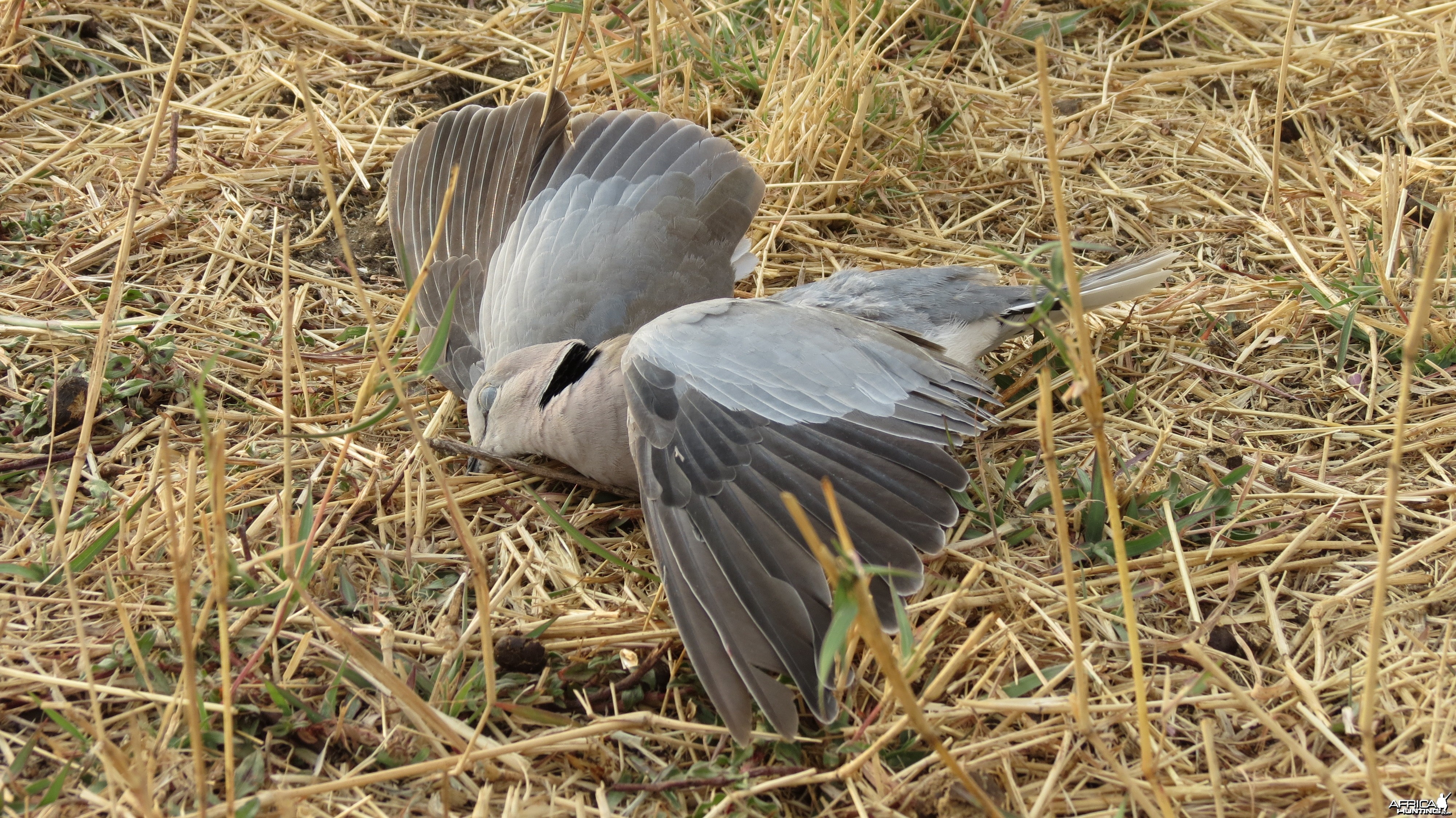 Dove Namibia
