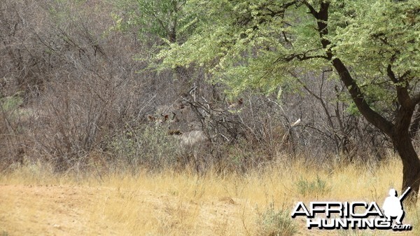 Kudu Namibia