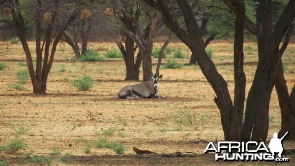 Gemsbok Namibia