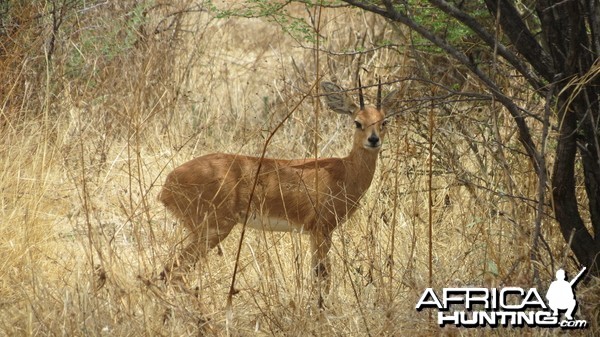 Steenbok Namibia