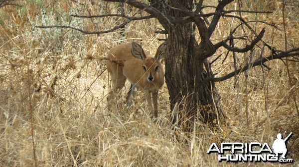 Steenbok Namibia