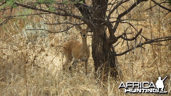 Steenbok Namibia