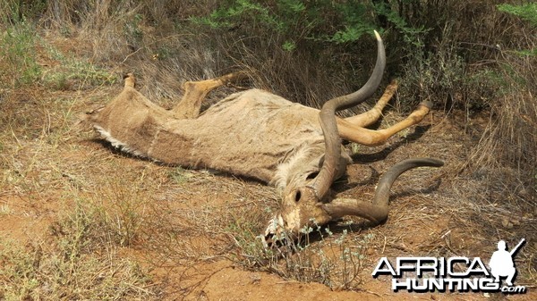 Kudu Carcass Namibia