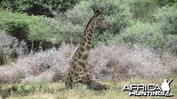 Giraffe Namibia