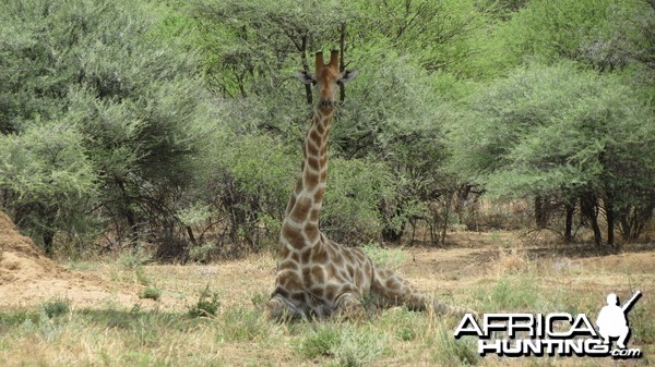 Giraffe Namibia