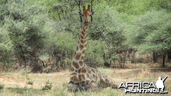 Giraffe Namibia