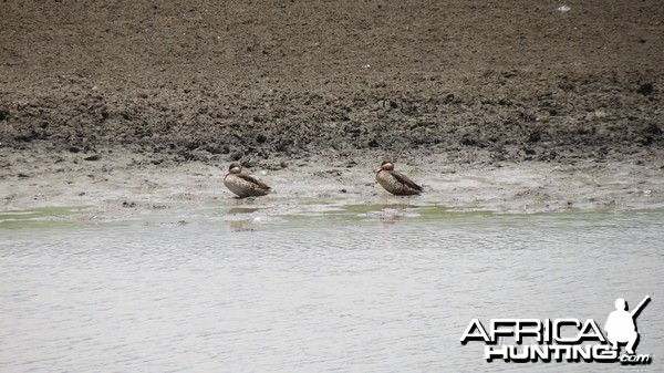 Duck Namibia