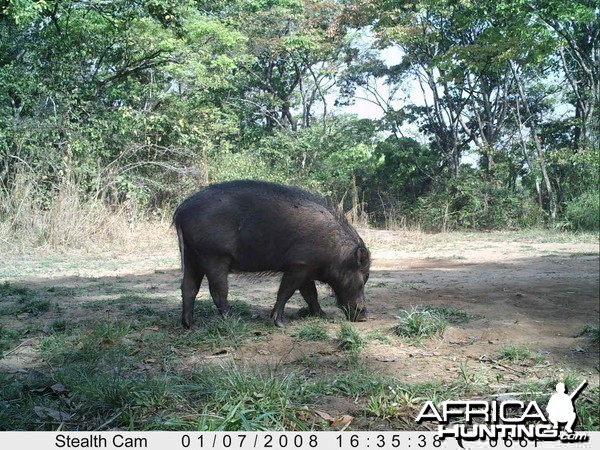 Giant Forest Hog on Trail Camera