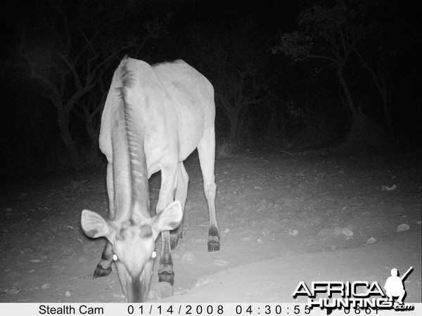 Giant Eland on Trail Camera