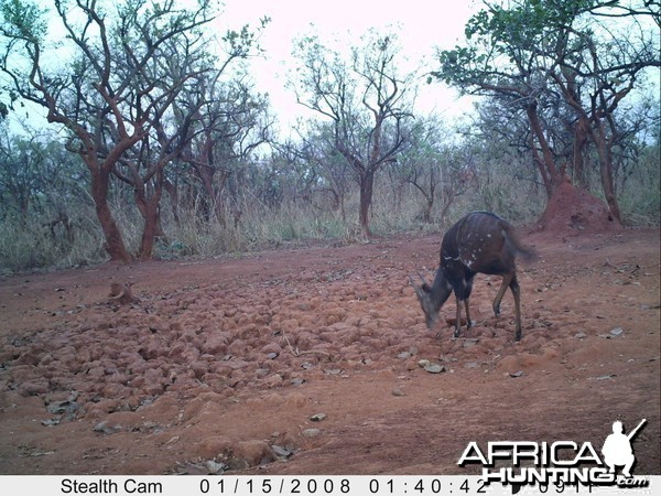 Bushbuck on Trail Camera